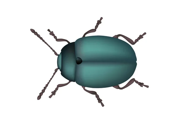 Coccinelles Insecte Dessin Réaliste — Image vectorielle