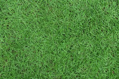 Arka plan için closeup yeşil çim dokusu.