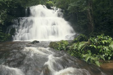Yağmur ormanlarında, Tayland ormandaki ekolojik sistemi güzel şelale.