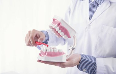 Diş hekimi gösterilen temizleme fırçası diş takma diş ya da diş çene modeli, dişçi ofisinde diş hekimliği aletleri.