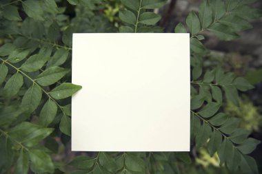 beyaz kağıt üzerine reklam ve marka mockup şablon tasarımı yaprak yeşil. 