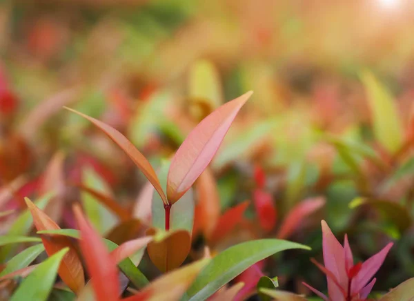 Closeup Přírodní Zelené Listí Zahradě Přírodní Zelené Rostliny Krajiny Může — Stock fotografie