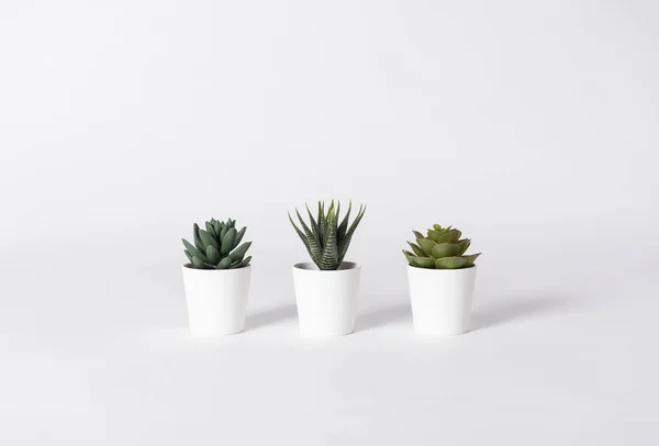 Collection Various Cactus Pot Gray Background — Stock Photo, Image