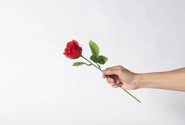 Tenuta Mano Rosa Rossa Fiore Sfondo Grigio San Valentino — Foto Stock