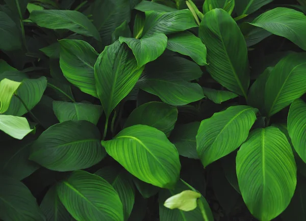 हिरव्या उष्णकटिबंधीय पाने नमुना पार्श्वभूमी, नैसर्गिक पार्श्वभूमी — स्टॉक फोटो, इमेज