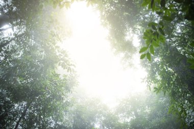 sis ve yağmur bürünmüş herdem yeşil iğne yapraklılar