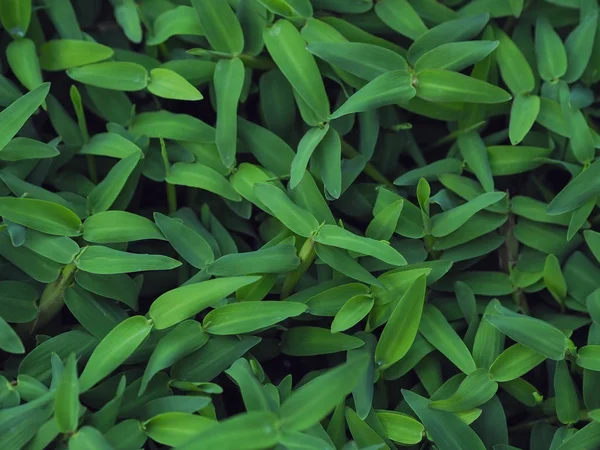 Fondo de patrón de hojas tropicales de hierba verde, Fondo natural — Foto de Stock