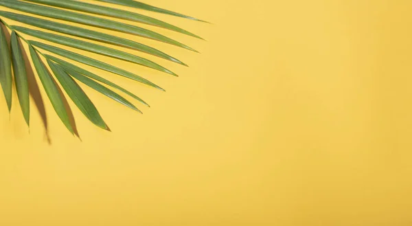 Groene tropische Palm bladeren op gele achtergrond met zonlicht. — Stockfoto
