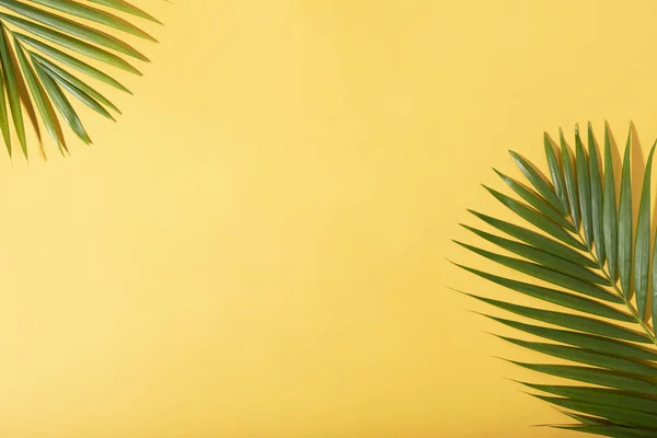 Güneş ışığı ile sarı arka plan üzerinde Yeşil tropikal palmiye yaprakları. — Stok fotoğraf
