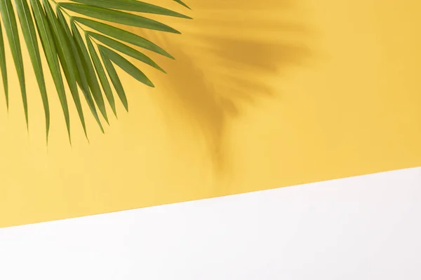 Folhas de palmeira tropical verde no fundo amarelo com luz solar . — Fotografia de Stock