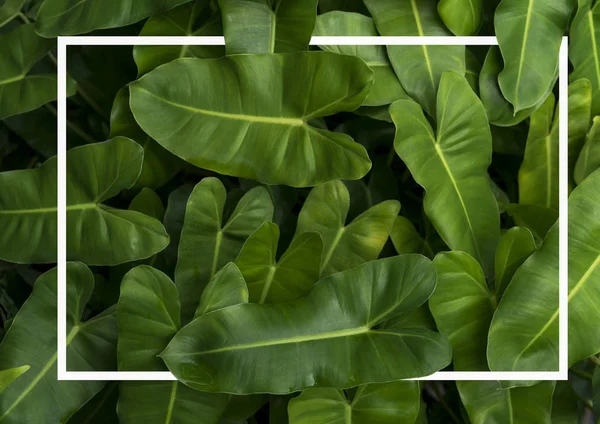 Yeşil tropikal yaprakları desen arka plan, Doğal çerçeve arka plan ve duvar kağıdı. — Stok fotoğraf