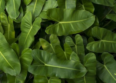 Desen arka plan, doğal arka plan ve duvar kağıdı yeşil tropikal yaprak. 