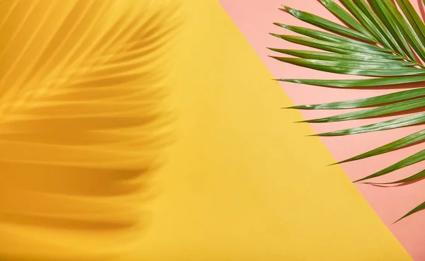 Abstracte palmblad en schaduw reflectie op kleurrijke achtergrond. — Stockfoto