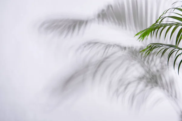 Beyaz arkaplanda soyut palmiye yaprağı ve gölge yansıması. — Stok fotoğraf