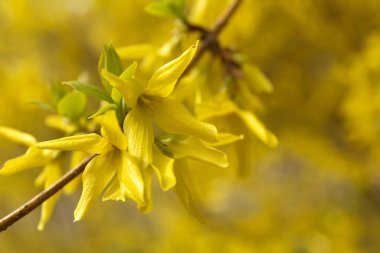 Arka plan bahar güzel altın sarı hor çiçeği çiçek park