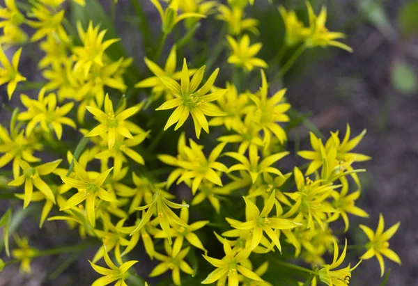 Gagea lutea veya bahar parkta sarı Star-of-Bethlehem