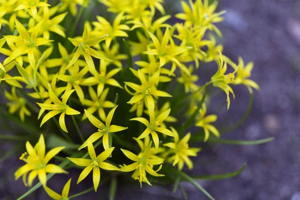 Gagea lutea veya bahar parkta sarı Star-of-Bethlehem
