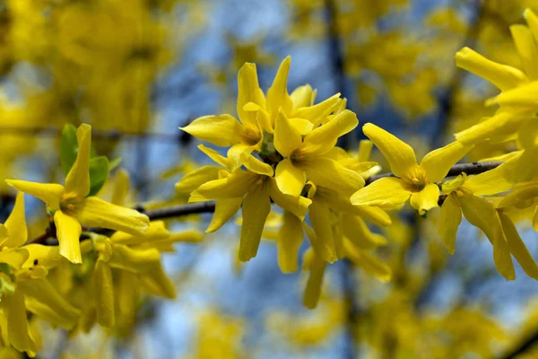 Красиві Золотисто Жовті Квіти Листя Фоні Весняного Парку — стокове фото