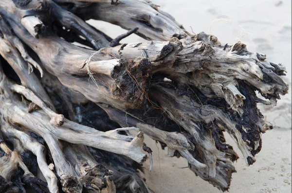 Prachtige Oude Gevallen Zee Gewassen Kofferbak Boomwortels — Stockfoto