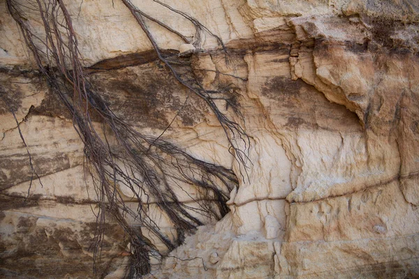 絡み合った根の赤い層砂岩の崖に掛かっています — ストック写真