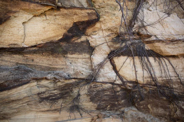 Verwarde Wortels Opknoping Een Rode Gelaagde Zandstenen Klif — Stockfoto