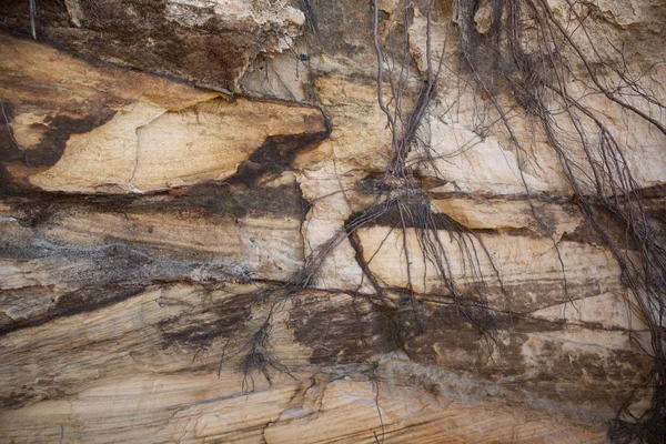 Verwarde Wortels Opknoping Een Rode Gelaagde Zandstenen Klif — Stockfoto