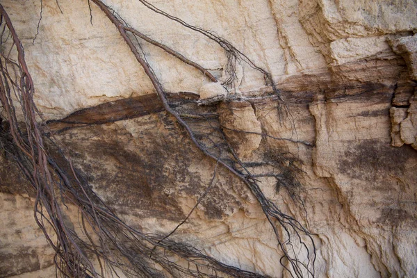 絡み合った根の赤い層砂岩の崖に掛かっています — ストック写真
