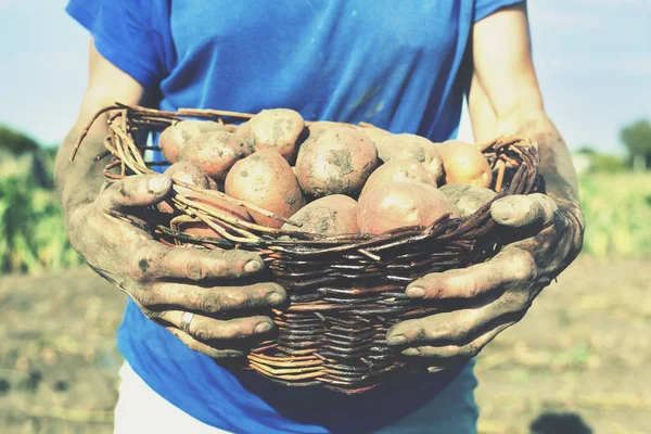 Ziemniaki Rękach Rolnika Rustykalne Kobieta Trzyma Kosz Ziemniakami Jej Ręce — Zdjęcie stockowe