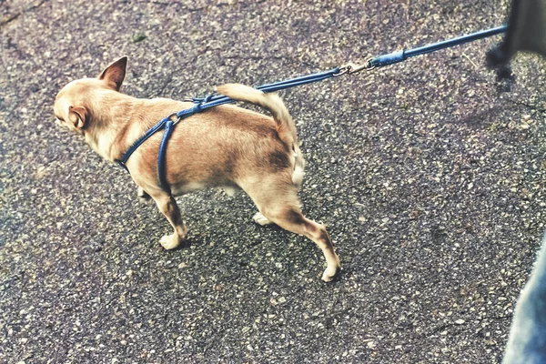 ひもに小型犬 — ストック写真