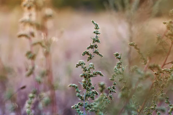 Quinoa grows in the field. Close-up.spring,summer morning