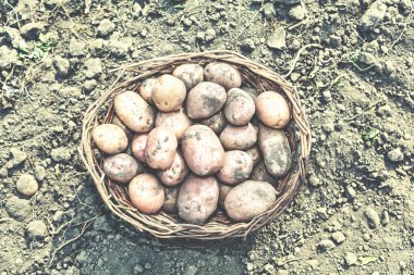 Artifel toprak zemin üzerine sepet içinde hasat. Kavram: hasat. Üstten görünüm