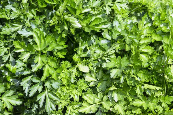 Parsley Closeup Parsley Leaves Growing Garden — Stock Photo, Image