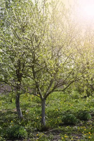 Bahar bahçe çiçek açması ağaçlar güneş ışığı altında ile