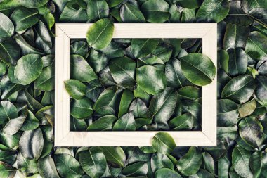 arka plan. Beyaz bir çerçeve ile yeşil yaprakların yapılmış yaratıcı düzeni. Düz yatıyordu. Doğa kavramı
