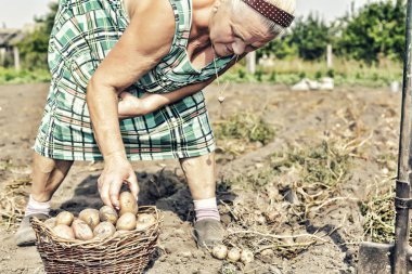 Yaşlı kadın çiftçi farm Bahçe, patates ile. Tarım, bahçecilik, tarım ve insan kavramı