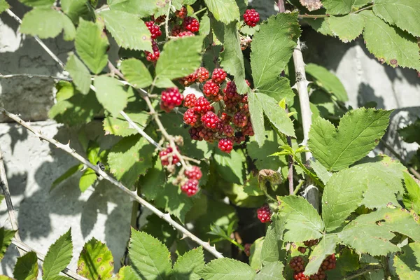 Ripe Raspberries Branches Close — Stock Photo, Image