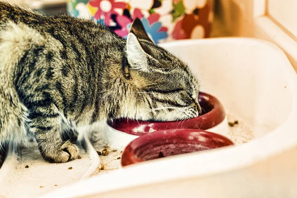 Gray domestic cat eating food in a bowl. Closeup of cat eating food from a bowl