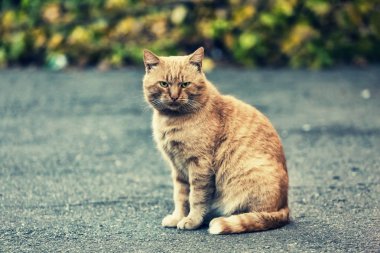 Modern kentin kaldırımda oturan kırmızı güzel kedi