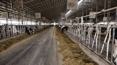 Cowshed. İnek ile modern çiftlik. Kavram Hayvancılık tarım
