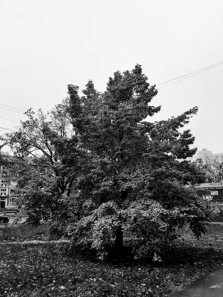 黑白照片 秋天树与黄叶 — 图库照片