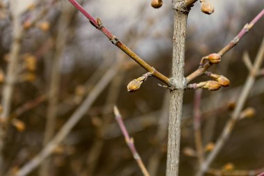 Bahar zamanı. Tomurcukları ağaçlarda şişmiş. Yakın çekim. Doğa