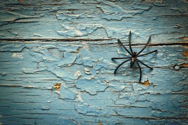 Cadılar Bayramı. Siyah örümcek olduğunu halloween sembolü, antika mavi boya ahşap arka plan, bir kopya alanı, merkezi ışık efekti