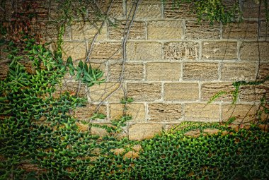 Kıvırcık yeşil yeşillik bir tuğla duvar. Kopya alanı