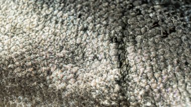 Somon ölçekler doku, doku balık ölçekler. Yakın çekim somon ölçekler. Balık arka plan ölçek