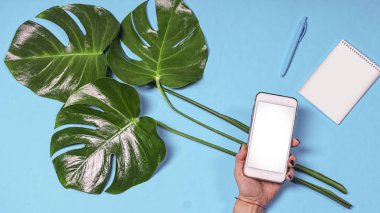 Düz yatıyordu, tasarım boş monstera bırakır. Konsept: Internet üzerinde yaratıcı fikirler arayın. Bir el, bir defter ve bir kalem mavi bir arka plan üzerinde beyaz smartphone.