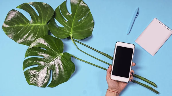 Düz yatıyordu, tasarım boş monstera bırakır. Konsept: Internet üzerinde yaratıcı fikirler arayın. Bir el, bir defter ve bir kalem mavi bir arka plan üzerinde beyaz smartphone.