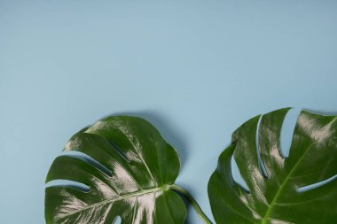 Minimalizm, monstera. En az arka plan, gök mavi renk yaz, üstten görünüm yat
