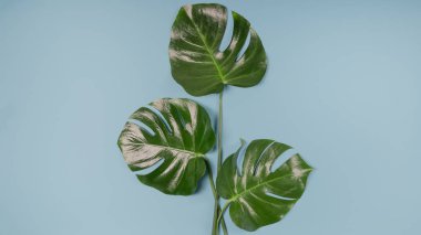 Minimalizm, monstera. En az arka plan, gök mavi renk yaz, üstten görünüm yat