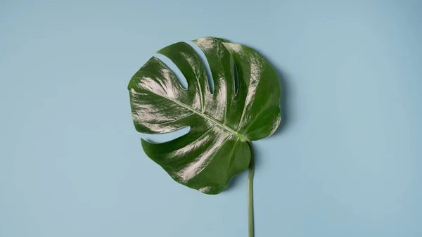 Monstera 바탕에 촬영을 떠난다 — 스톡 사진