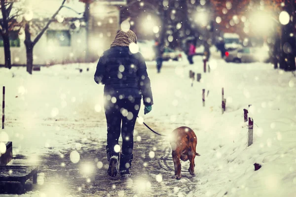 Mulher Caminhando Com Cão Cidade Moderna Inverno Queda Neve — Fotografia de Stock